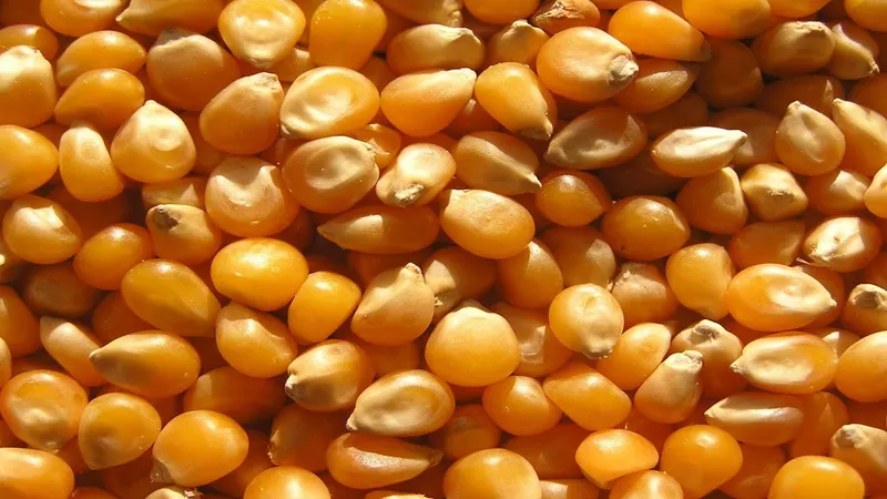 AAR Karnataka Rules on GST Exemption for Maize-Based Cattle Feed
