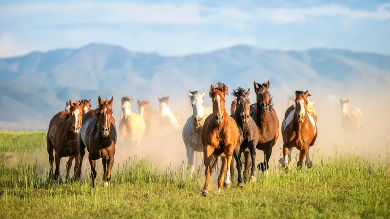 Bombay HC: Insurance Claim on Death of Horses is Capital Receipt; Not Taxable as per Income Tax