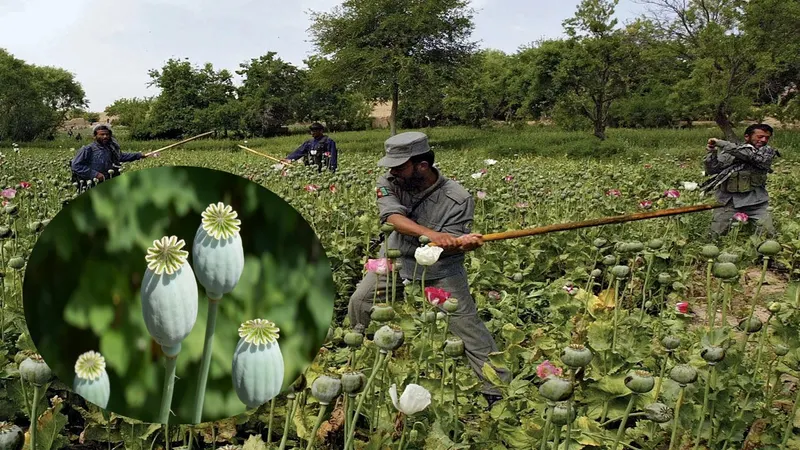 Government Notifies New Conditions for Cultivating Opium Poppy in 2025-26