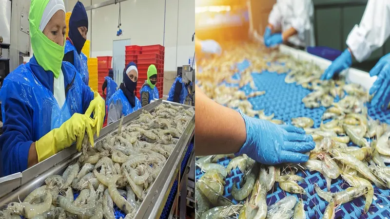 GST Applicable on Export of Processed Frozen Shrimps: AAR