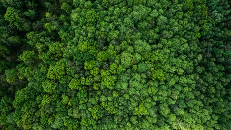 Supreme Court Outdated Forest Notices Can’t Trigger Land Vesting Under Maharashtra Act