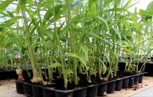 Plastic Agricultural Seedling Trays are classifiable under CTH 39269099and taxed @ 18% GST