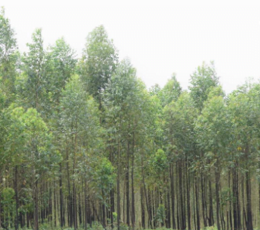 GST Rate of 5% applicable onpulp wood in terms of Chapter 4401 : AAR