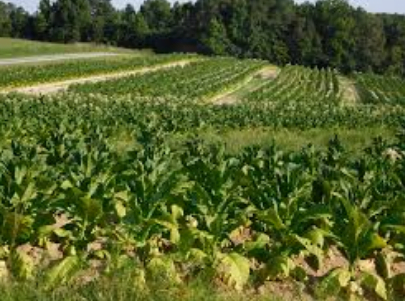 GST Rate of 28% is applicable on thereshed and redried tobacco