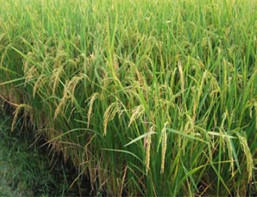 GST Rate of 5 % is applicable onCustom Milling of Paddy : AAR