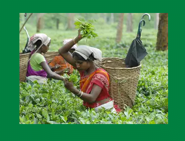 Tea procured from public tea auctions not to be considered as agricultural produce : AAAR