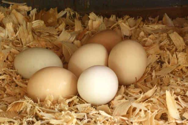Sum received by cold storage facility for storing Eggs is not liable for GST [AAR]