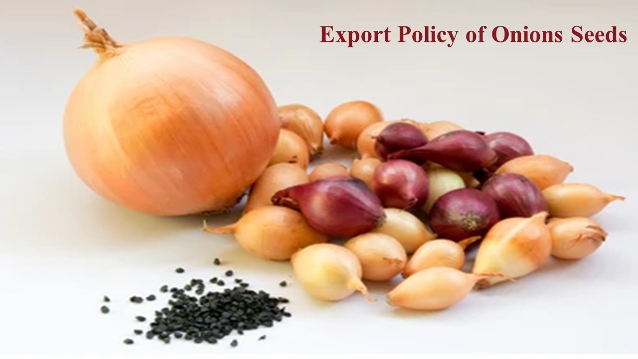 DGFT Amends Export Policy of Onions Seeds