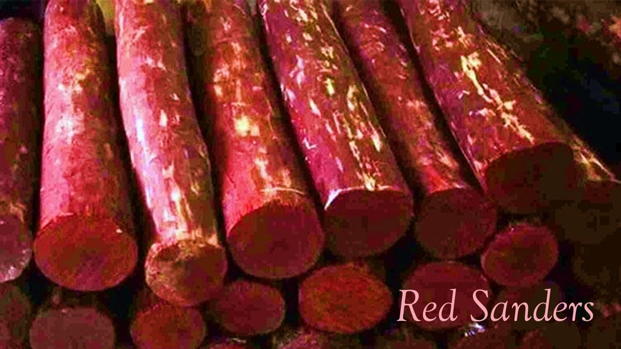 DRI seizes Red Sanders worth Rs.11.70 crore under “Operation Rakth Chandan”