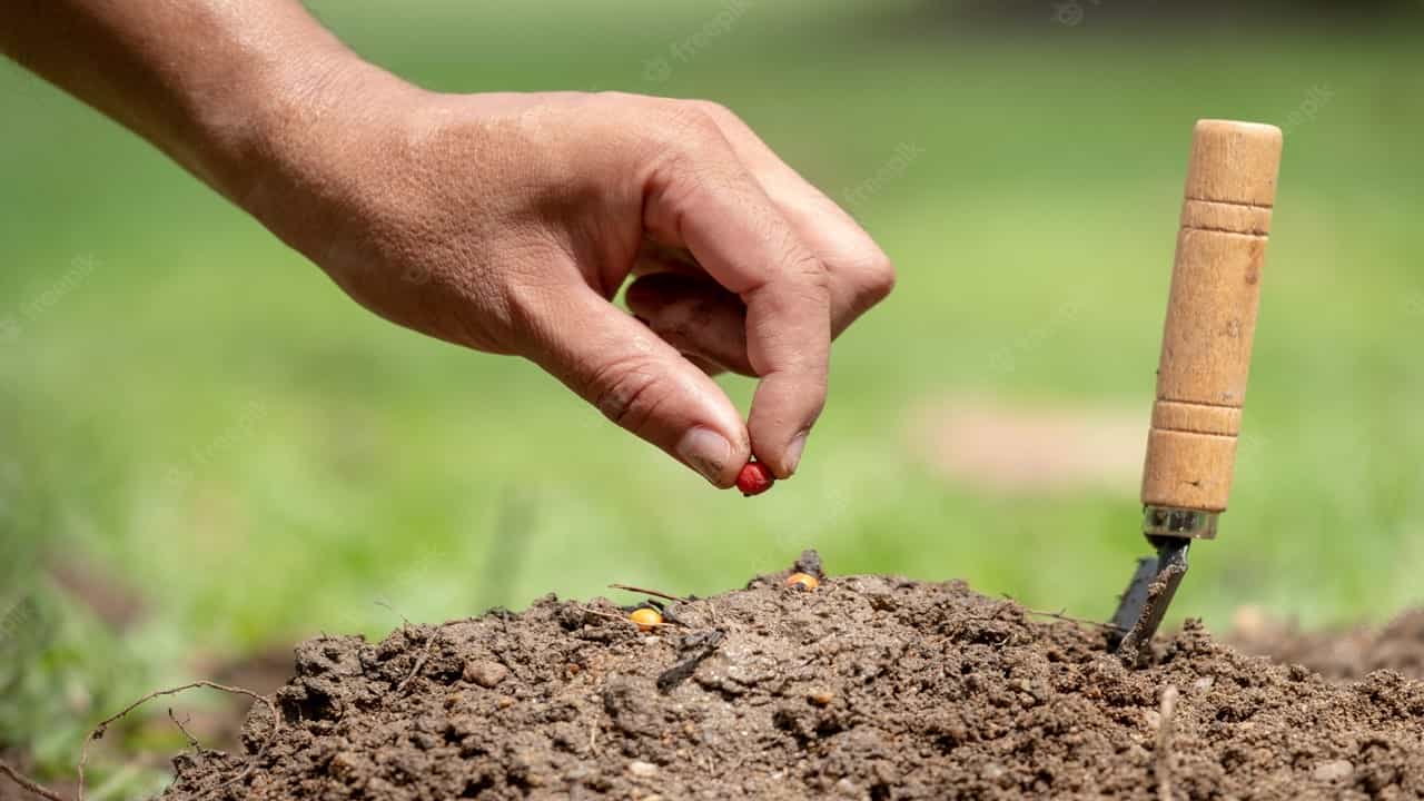 Seed is not an agricultural produce; Not Eligible for GST Exemption of agricultural produce: AAAR