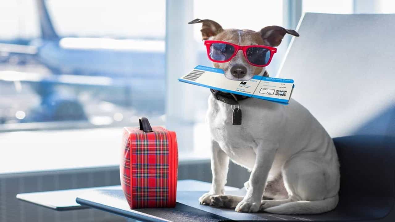DGFT issued Guidelines for import of Pet Animals