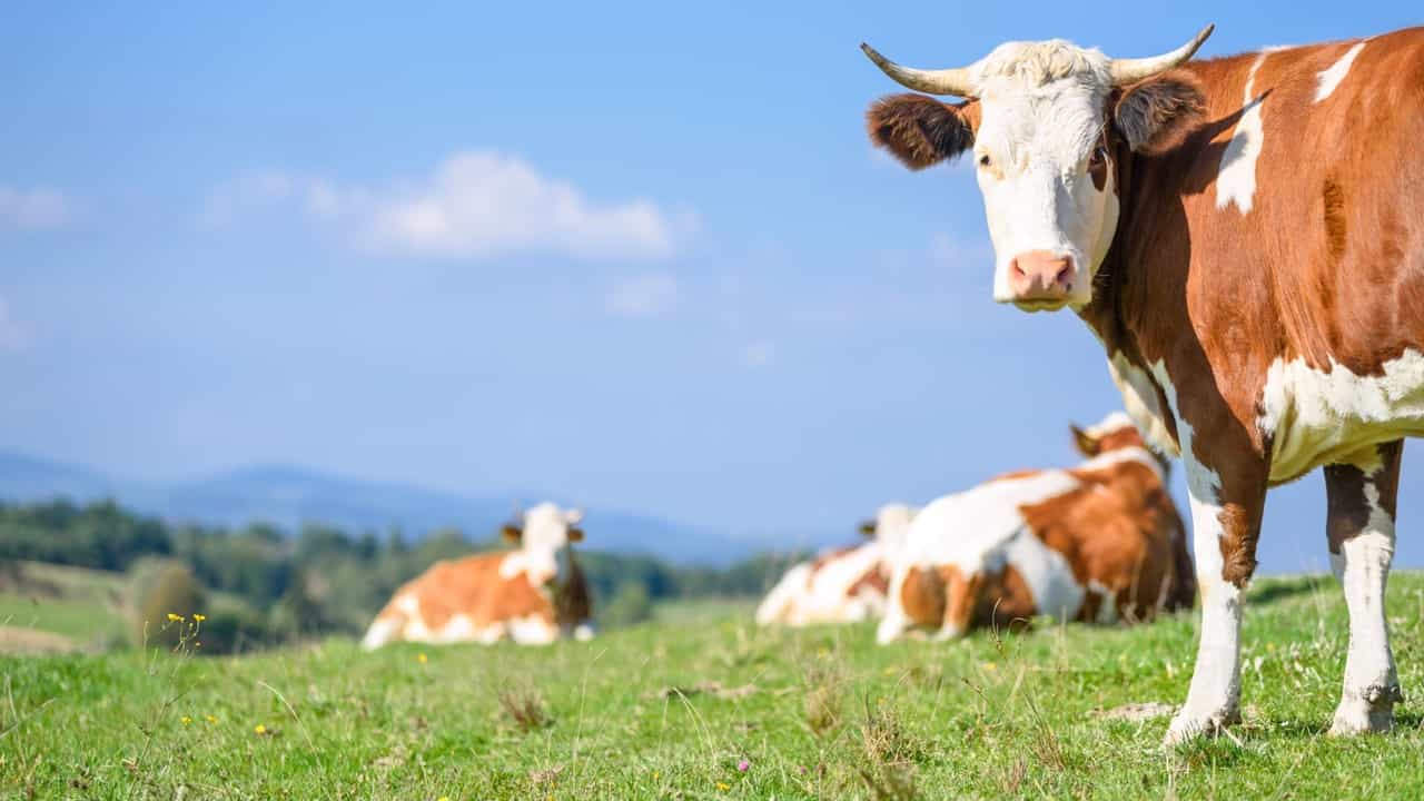 TDS under Section 194C applicable on the processing of milk: ITAT