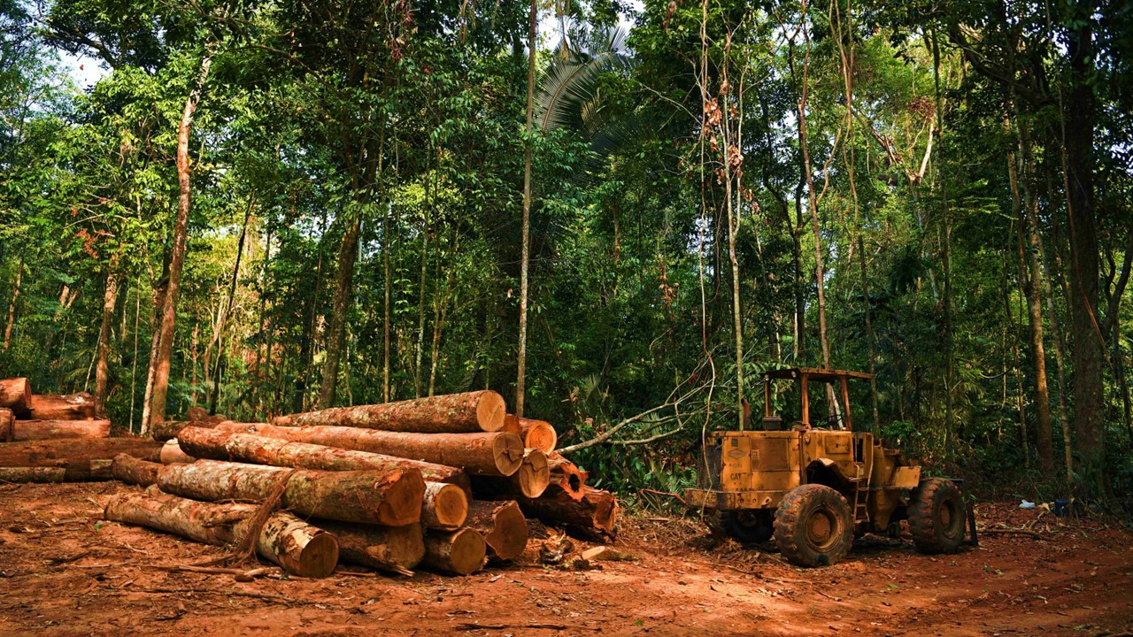 Uttarakhand GST Dept. busts syndicate that covered-up illegal timber sale
