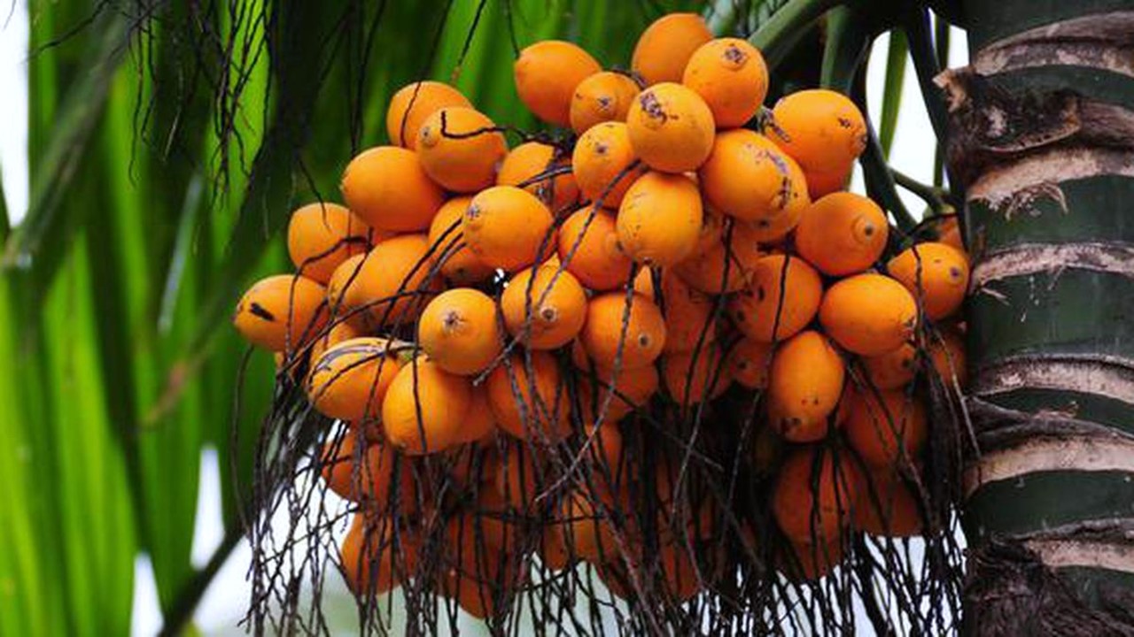 DGFT Notifies Procedure for Registration Certificate for import of marble and Fresh Areca Nut from Bhutan