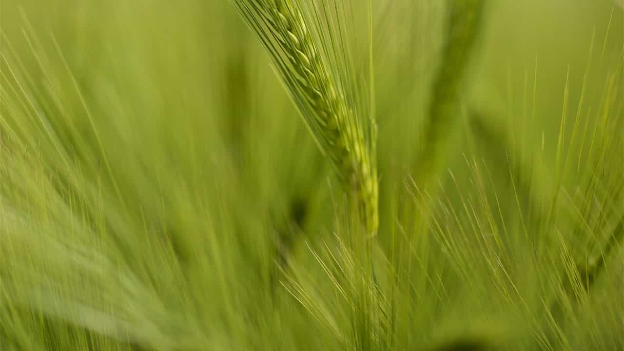 GST Rate of 5% applicable on crop nutrients and fertilizers: AAR