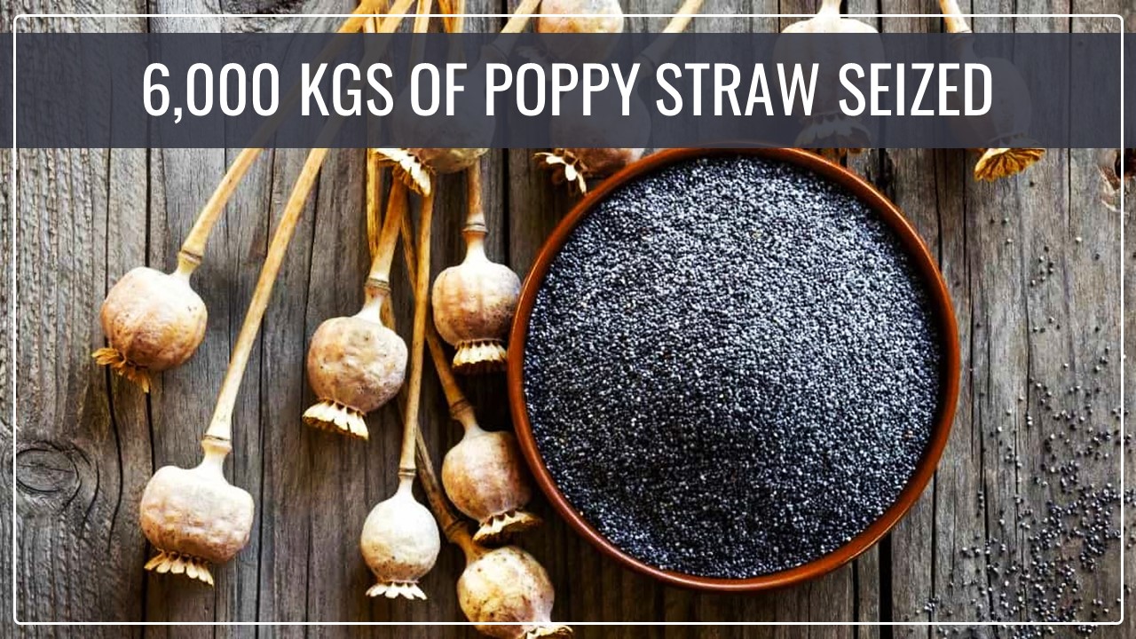 Central Bureau of Narcotics Officials seized over 6,000 kgs of Poppy Straw from Rajasthan and MP