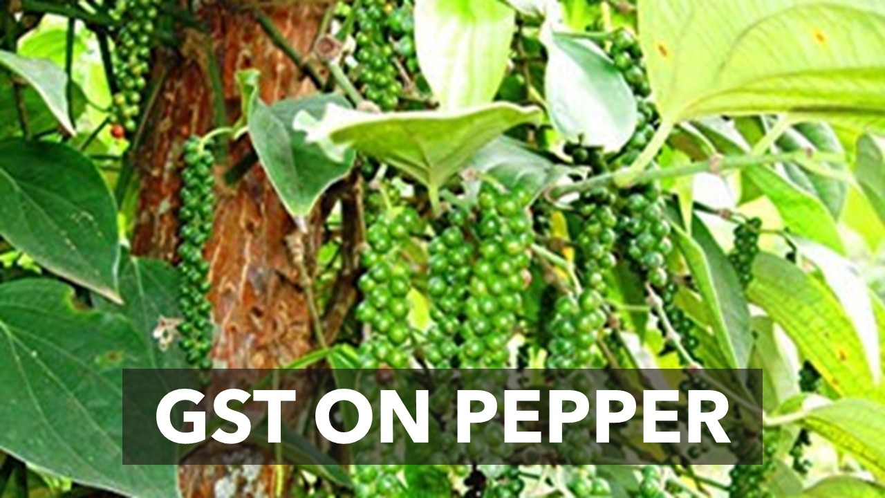 Agriculturist supplying dried pepper is not liable for GST Registration [Read Circular]