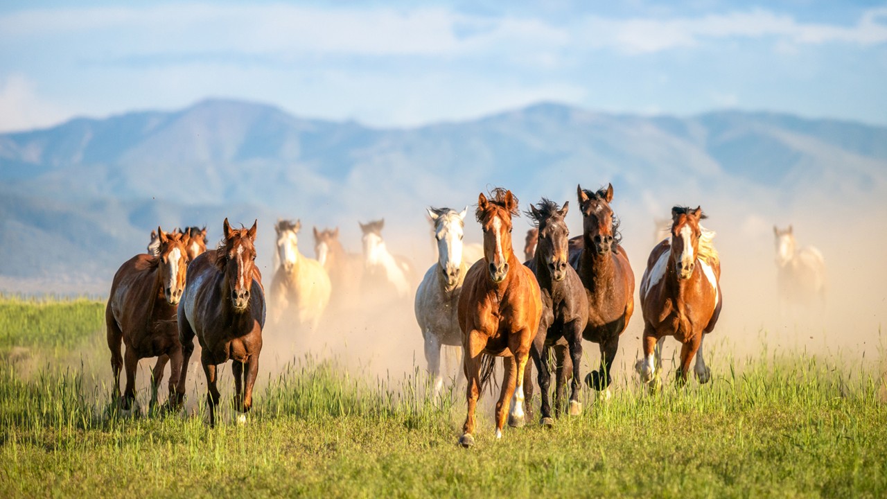 Bombay HC: Insurance Claim on Death of Horses is Capital Receipt; Not Taxable as per Income Tax