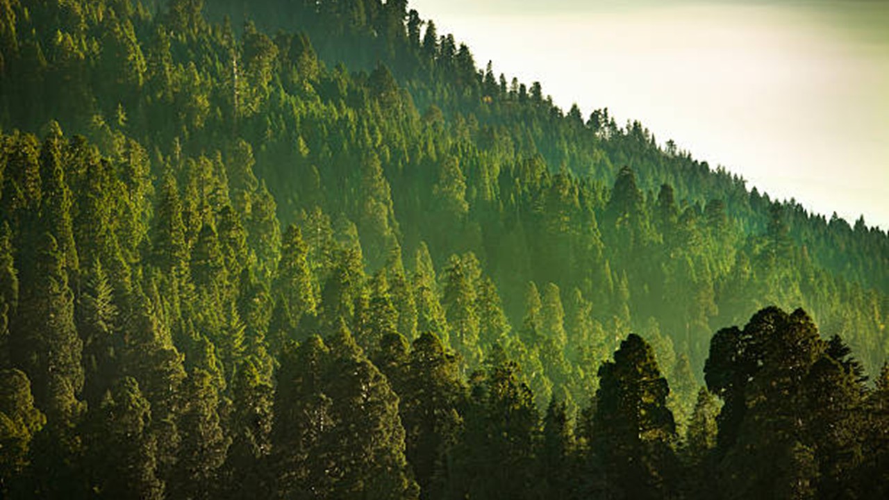 Supreme Court Establishes Statutory Delhi Ridge Management Board for Ecological Protection