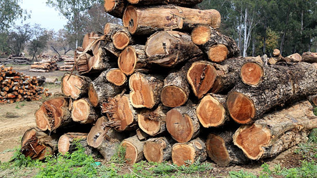 HC Orders Full Customs Duty Refund to Timber Importers; Holds 1.416 Conversion Factor Applicable for Pre-2012 Imports